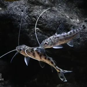 Engelantennenwels (Pimelodus pictus) Top-Seller